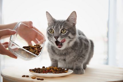 Free cat food samples by clearance mail